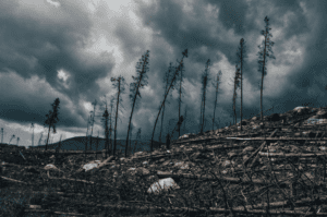 effects of climate change